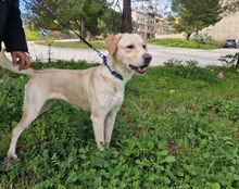 SASHA, Hund, Mischlingshund in Italien - Bild 2