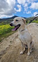 SASHA, Hund, Mischlingshund in Italien - Bild 3