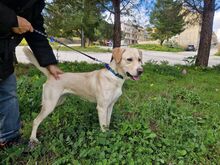 SASHA, Hund, Mischlingshund in Italien - Bild 4