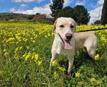 SASHA, Hund, Mischlingshund in Italien - Bild 5