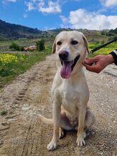 SASHA, Hund, Mischlingshund in Italien - Bild 7