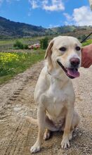SASHA, Hund, Mischlingshund in Italien - Bild 8