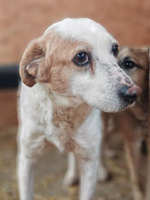 RILEY, Hund, Mischlingshund in Rumänien - Bild 1