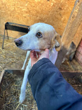 RILEY, Hund, Mischlingshund in Rumänien - Bild 2
