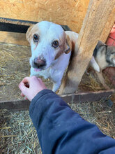 RILEY, Hund, Mischlingshund in Rumänien - Bild 3