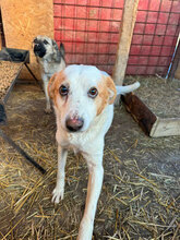 RILEY, Hund, Mischlingshund in Rumänien - Bild 4