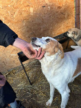 RILEY, Hund, Mischlingshund in Rumänien - Bild 5