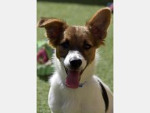 NELLY, Hund, Mischlingshund in Häusern - Bild 1