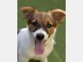 NELLY, Hund, Mischlingshund in Häusern - Bild 10