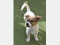 NELLY, Hund, Mischlingshund in Häusern - Bild 11