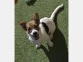 NELLY, Hund, Mischlingshund in Häusern - Bild 2