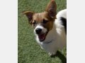 NELLY, Hund, Mischlingshund in Häusern - Bild 3