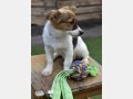 NELLY, Hund, Mischlingshund in Häusern - Bild 5