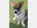 NELLY, Hund, Mischlingshund in Häusern - Bild 7