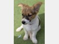 NELLY, Hund, Mischlingshund in Häusern - Bild 8