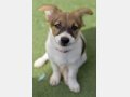 NELLY, Hund, Mischlingshund in Häusern - Bild 9