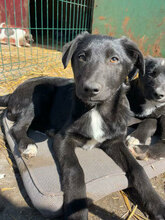 MIRO, Hund, Mischlingshund in Rumänien - Bild 1