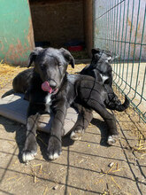MIRO, Hund, Mischlingshund in Rumänien - Bild 2