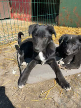MIRO, Hund, Mischlingshund in Rumänien - Bild 3