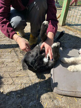 MIRO, Hund, Mischlingshund in Rumänien - Bild 4