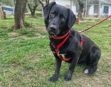 BILLY2, Hund, Mischlingshund in Italien - Bild 1