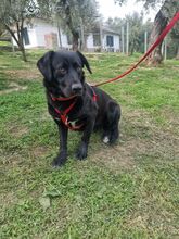 BILLY2, Hund, Mischlingshund in Italien - Bild 2