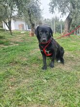 BILLY2, Hund, Mischlingshund in Italien - Bild 3