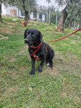 BILLY2, Hund, Mischlingshund in Italien - Bild 4
