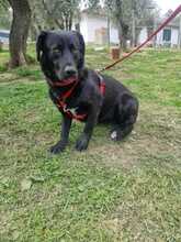 BILLY2, Hund, Mischlingshund in Italien - Bild 5