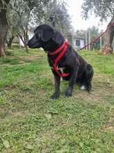 BILLY2, Hund, Mischlingshund in Italien - Bild 6