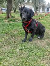BILLY2, Hund, Mischlingshund in Italien - Bild 7