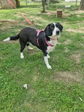 KELLY, Hund, Mischlingshund in Italien - Bild 1