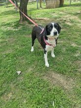 KELLY, Hund, Mischlingshund in Italien - Bild 2