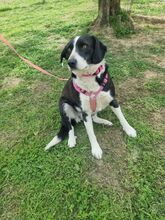 KELLY, Hund, Mischlingshund in Italien - Bild 3