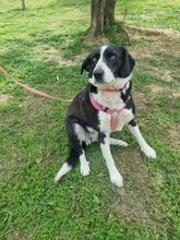 KELLY, Hund, Mischlingshund in Italien - Bild 5