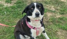 KELLY, Hund, Mischlingshund in Italien - Bild 6