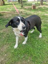KELLY, Hund, Mischlingshund in Italien - Bild 7
