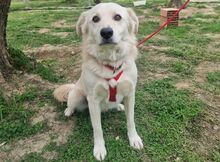 CIKO, Hund, Mischlingshund in Italien - Bild 1