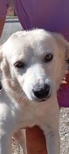 CIKO, Hund, Mischlingshund in Italien - Bild 10