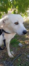 CIKO, Hund, Mischlingshund in Italien - Bild 11
