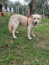 CIKO, Hund, Mischlingshund in Italien - Bild 2