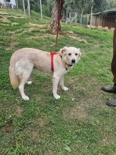 CIKO, Hund, Mischlingshund in Italien - Bild 3