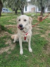 CIKO, Hund, Mischlingshund in Italien - Bild 4