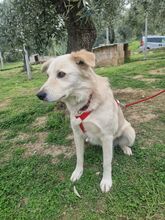 CIKO, Hund, Mischlingshund in Italien - Bild 5