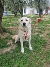 CIKO, Hund, Mischlingshund in Italien - Bild 6