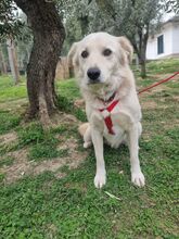CIKO, Hund, Mischlingshund in Italien - Bild 7