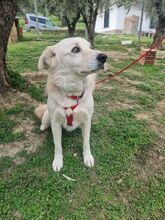 CIKO, Hund, Mischlingshund in Italien - Bild 8