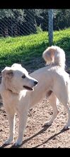 CIKO, Hund, Mischlingshund in Italien - Bild 9