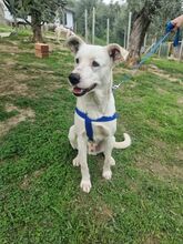 GEREMIA, Hund, Mischlingshund in Italien - Bild 1