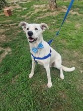 GEREMIA, Hund, Mischlingshund in Italien - Bild 2